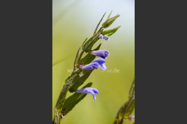 Fokus-Natur Bild