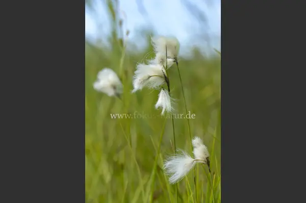 Fokus-Natur Bild