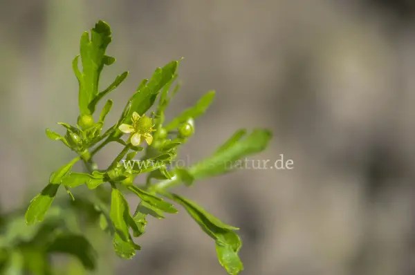 Fokus-Natur Bild