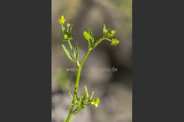 Fokus-Natur Bild