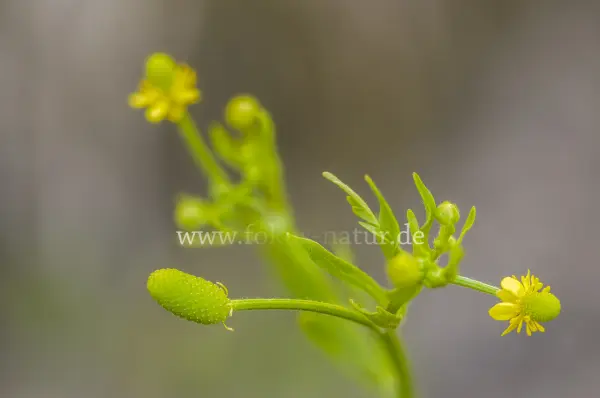 Fokus-Natur Bild
