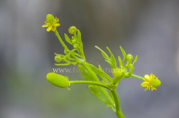 Fokus-Natur Bild