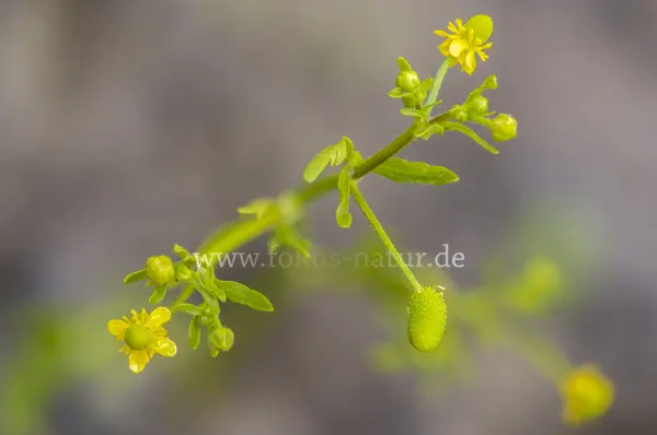 Fokus-Natur Bild