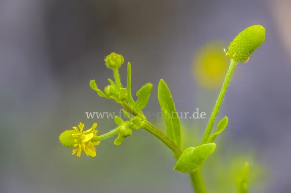 Fokus-Natur Bild