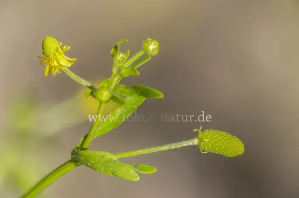Fokus-Natur Bild