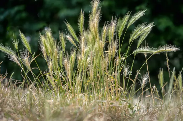 Fokus-Natur Bild