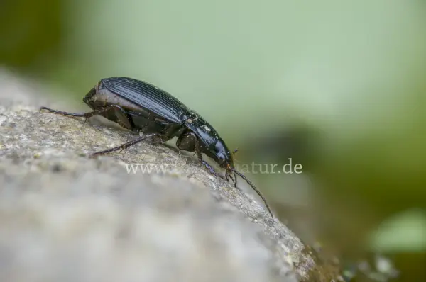 Fokus-Natur Bild