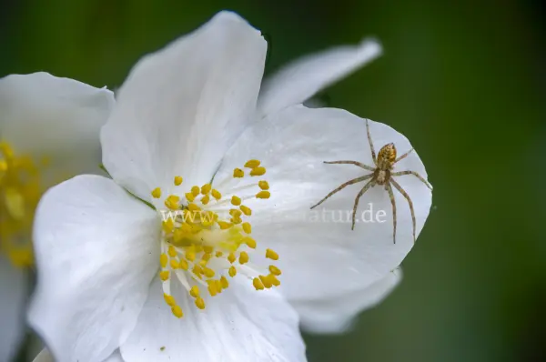Fokus-Natur Bild