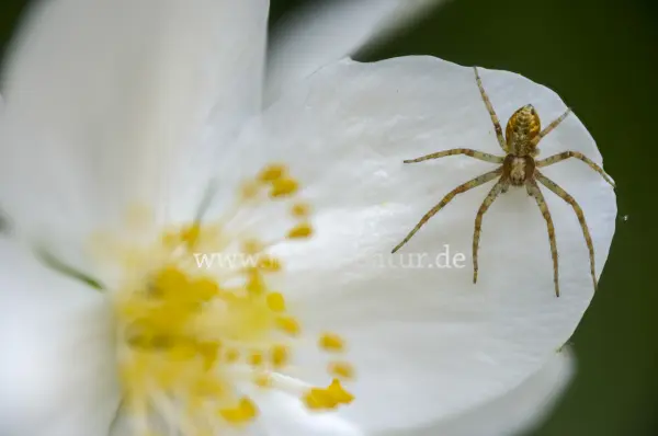 Fokus-Natur Bild