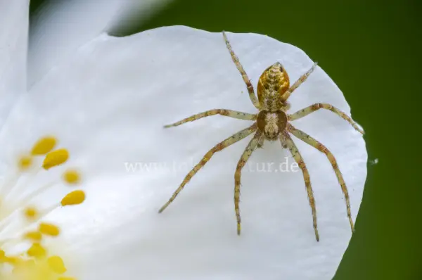 Fokus-Natur Bild