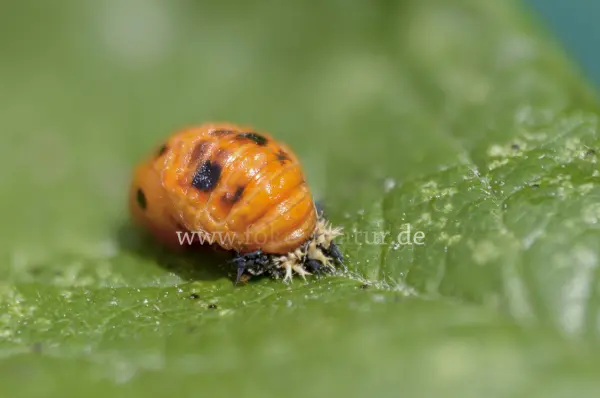 Fokus-Natur Bild