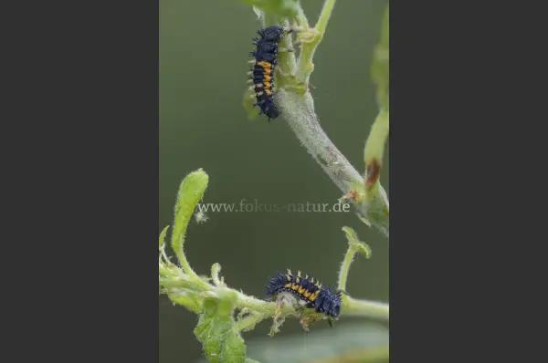 Fokus-Natur Bild