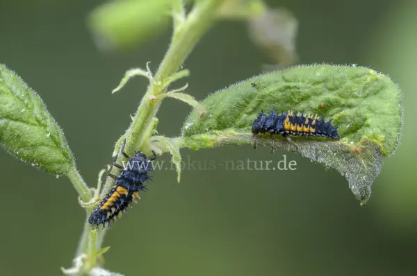 Fokus-Natur Bild