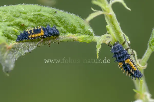 Fokus-Natur Bild