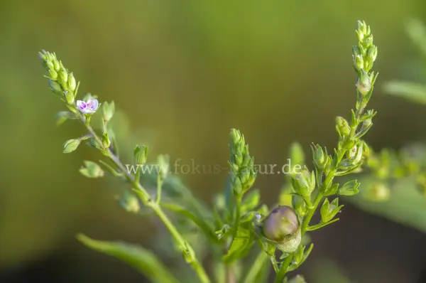 Fokus-Natur Bild