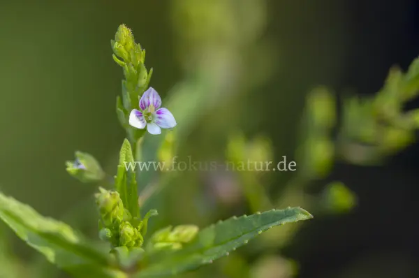 Fokus-Natur Bild