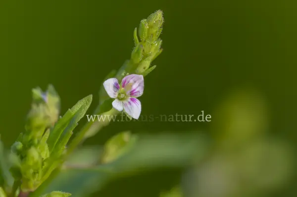 Fokus-Natur Bild