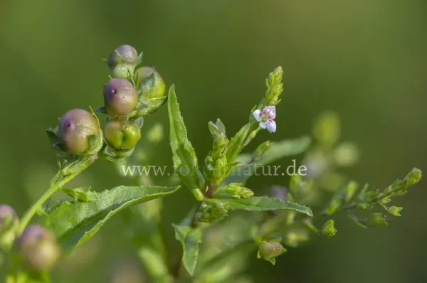Fokus-Natur Bild