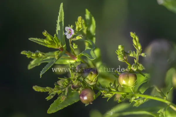 Fokus-Natur Bild