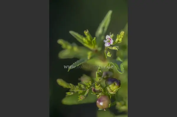 Fokus-Natur Bild