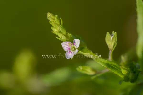 Fokus-Natur Bild