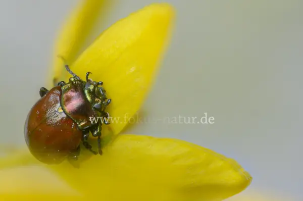 Fokus-Natur Bild