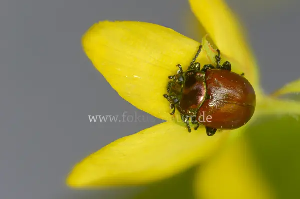 Fokus-Natur Bild