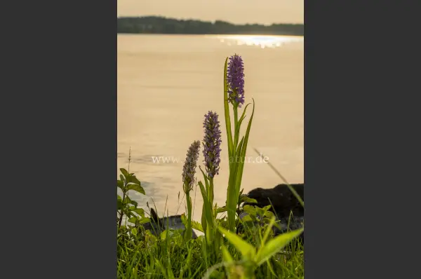 Fokus-Natur Bild