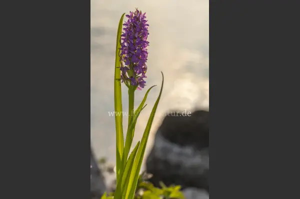 Fokus-Natur Bild