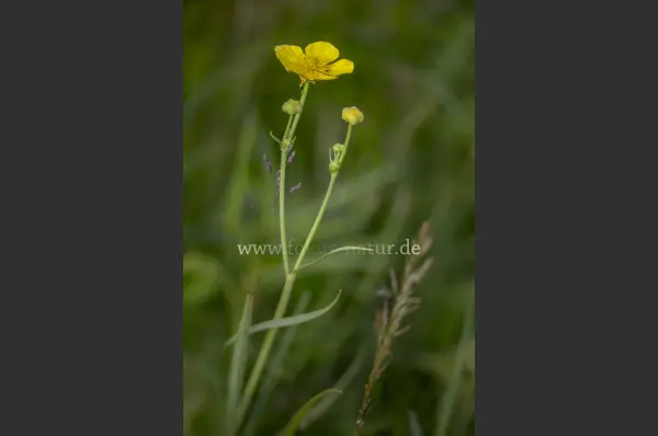 Fokus-Natur Bild