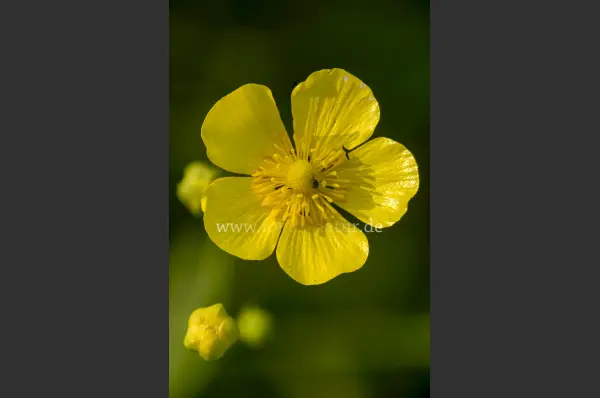 Fokus-Natur Bild