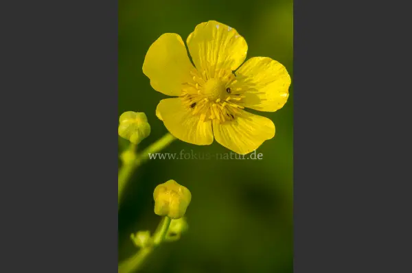 Fokus-Natur Bild