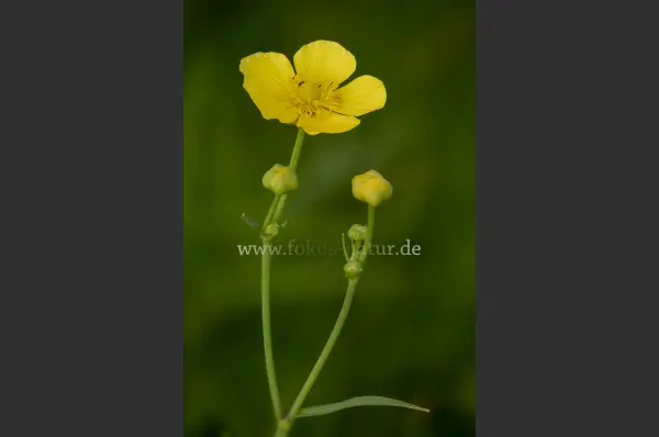 Fokus-Natur Bild