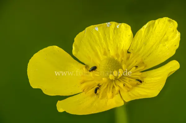 Fokus-Natur Bild