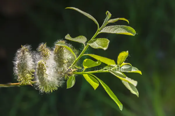 Fokus-Natur Bild