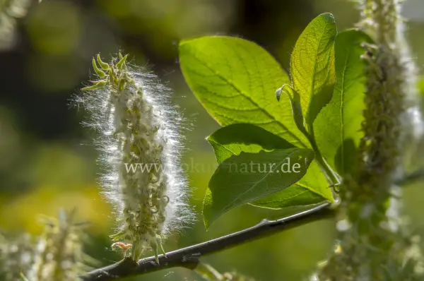 Fokus-Natur Bild