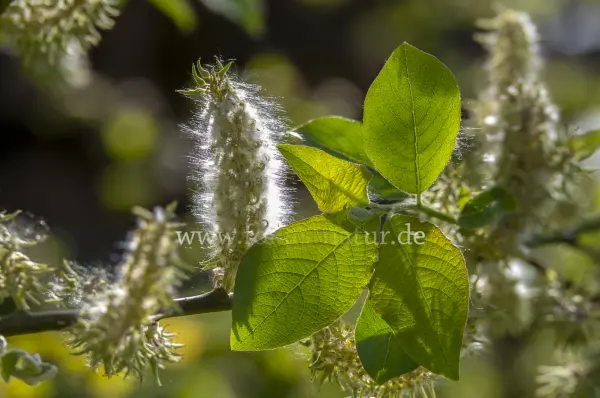 Fokus-Natur Bild