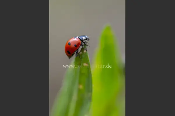 Fokus-Natur Bild