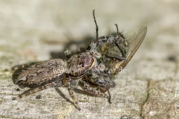 Fokus-Natur Bild
