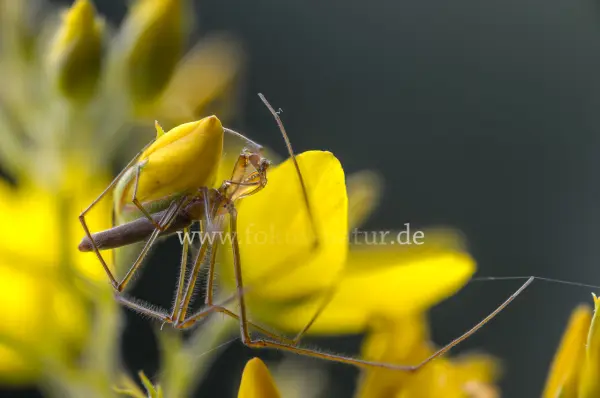 Fokus-Natur Bild
