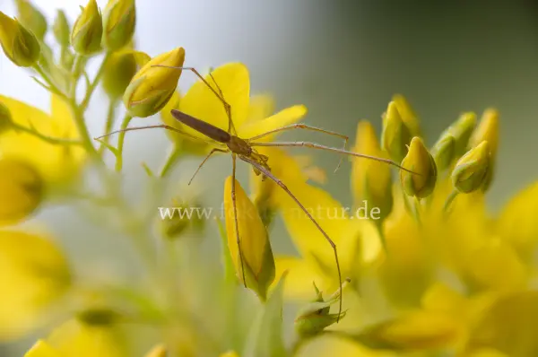 Fokus-Natur Bild