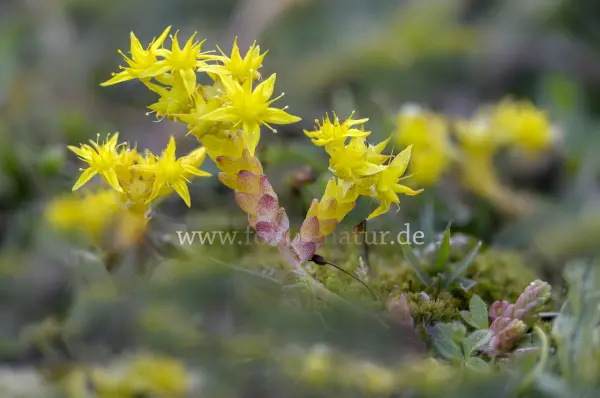 Fokus-Natur Bild