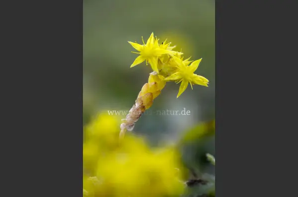 Fokus-Natur Bild