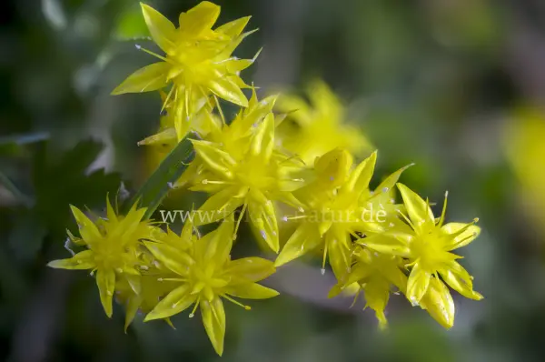 Fokus-Natur Bild