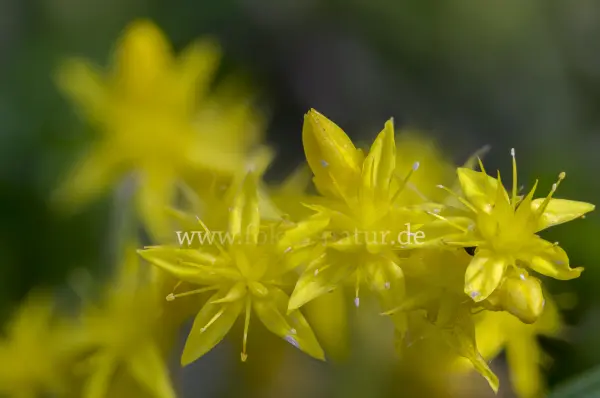 Fokus-Natur Bild