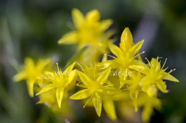Fokus-Natur Bild