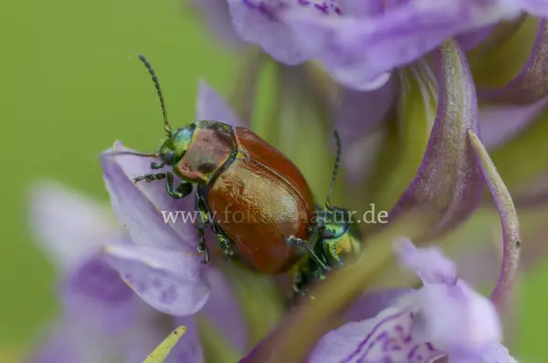 Fokus-Natur Bild