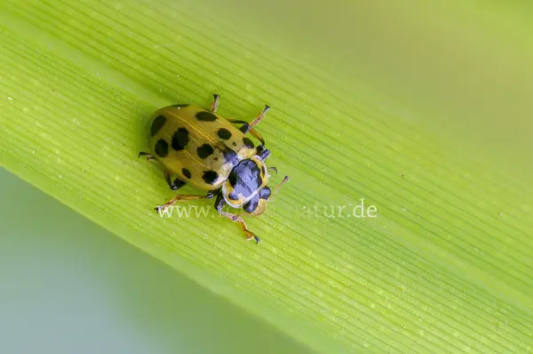 Fokus-Natur Bild