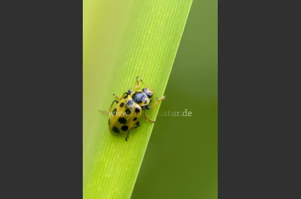 Fokus-Natur Bild