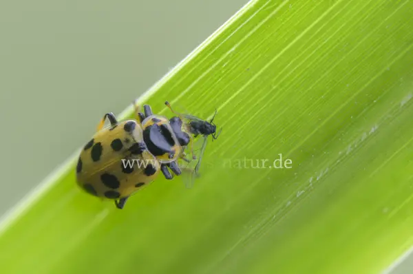 Fokus-Natur Bild
